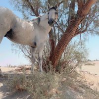 ﮼نايف مفرح (@kloubwcasahxpuz) Twitter profile photo