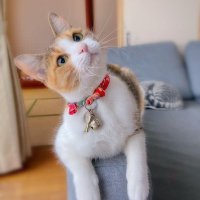 Sophia (@cat_zone24) 's Twitter Profile