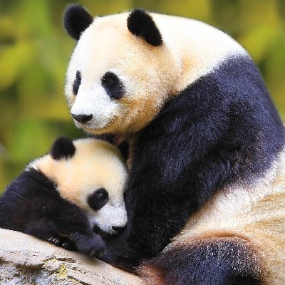 jeni945's profile picture. https://t.co/jHJnp77nNc

💙 https://t.co/gtLkINXgTQ Army
#CloudBase is a multi-functional DEX on #BASE.

⚙️