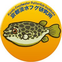 京都淡水フグ研究所(@puffers_island) 's Twitter Profile Photo