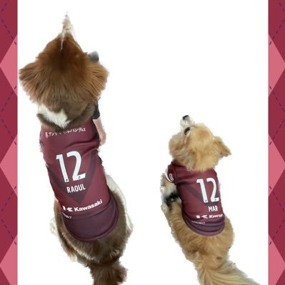 bazu1001's profile picture. 神戸バクスタ住民  J元年ガンバ永島推し永島と共に神戸サポに気がつけば初老の爺さんですがバクスタで盛り上げます。