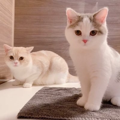 🐈🐈‍⬛🙋‍♀️3人暮らし｜猫好きさん仲良くしてください♡無言フォローすみません🙏🏻無言フォローも大歓迎です☺️｜🐈 Tete ♀Scottish fold 2020/7/24｜🐈‍⬛ Coco ♀British shorthair 2022/4/7