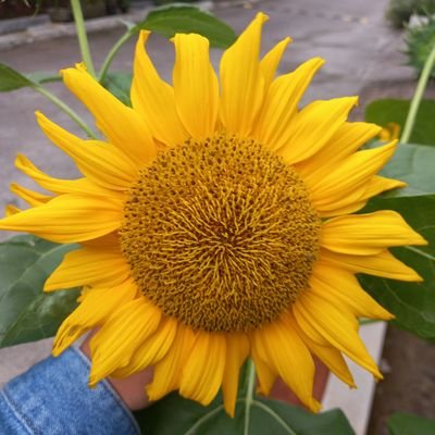 novelps_'s profile picture. Een Meikindje