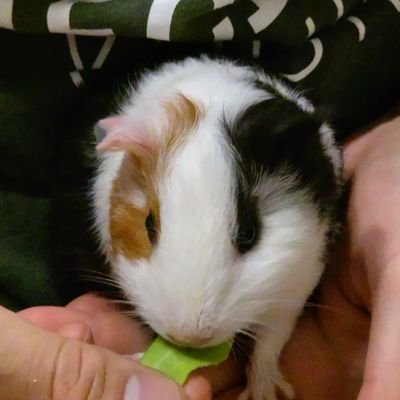 医療職👩夫・子2人・モルとの暮らし🐹バウムクーヘン🍩韓ドラ📺しろたん・ほわころ🦭懸賞お休みしてましたがまた再開☘️
懸賞垢さん募集中/無言フォロー大歓迎✨
#ぽむちょ当選報告 🌈