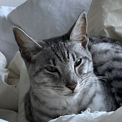 Mini snow leopard that lives with @dpp, @thurgoodcat, @eminemkitten, and @amazingelanor. Fan of naps and pandiculating.
Iz a catz... no DMs unless you a catz