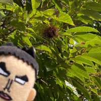 のぶりん🌰 (@hkn0724) 's Twitter Profile Photo のぶりん🌰 (@hkn0724) 's Twitter Profile Photo