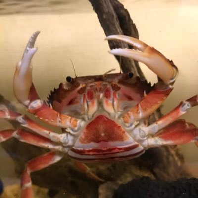 子どもがカニ好きで一緒にカニ三昧🦀カニ好きな人とつながりたい！カニメインにフグやウツボ、魚も飼育中🐟