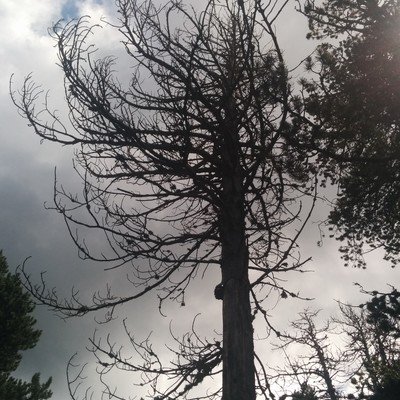 Sysadmin, xarxes, linux, meteorologia, teledetecció, GIS, geografia.
La foto és del camí de Sant Genís a Horta.
Compte exclusivament privat.