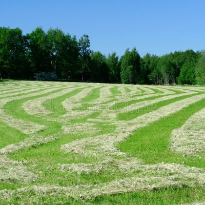 CamaradeRea's profile picture. 