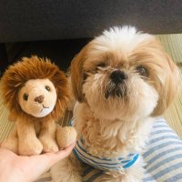 i_saki (@ruff_ruff_moff) Twitter profile photo