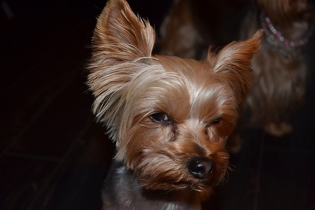 discofalcs's profile picture. 