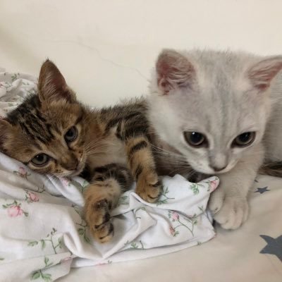 Sauce032's profile picture. 🏴󠁧󠁢󠁥󠁮󠁧󠁿基本人畜无害；有两只傻猫；摸鱼好；当爹了