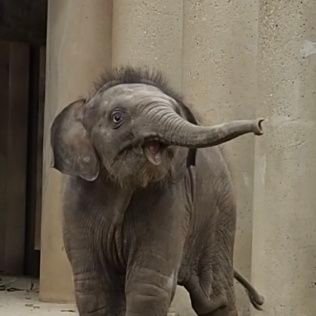 東山動植物園のアジアゾウ🐘うららちゃんの誕生をきっかけにハマりました。ゾウが多いですが他の動物も好き。