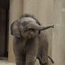 1115mugiwara's profile picture. 東山動植物園のアジアゾウ🐘うららちゃんの誕生をきっかけにハマりました。ゾウが多いですが他の動物も好き。