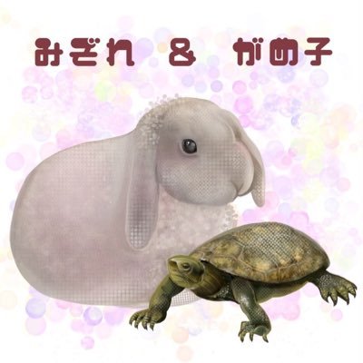 HEART55799963's profile picture. うさぎ好き、ホーランドロップのブルートートの女の子(〜2025.1.30)とニホンイシガメとベルツノガエルとクランウェルツノガエルとニジイロクワガタ多数とヘラクレスヘラクレス♂1匹、クワカブ数種類と生活してます。(アカメカブトトカゲ⭐︎)