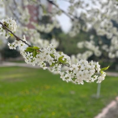 SimaPititsa's profile picture. 