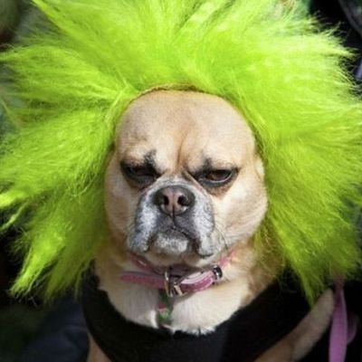 martiserra72's profile picture. o rei du sofregit