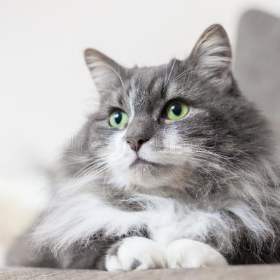 Cathat_attack12's profile picture. 