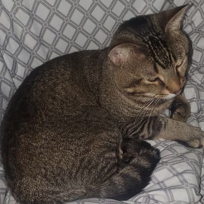 KushBandito's profile picture. *** this is my personal profile & does not reflect the views of my employers***