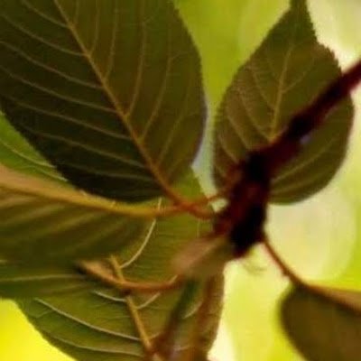 SharyKrishna's profile picture. Homoeopathic medical consultant