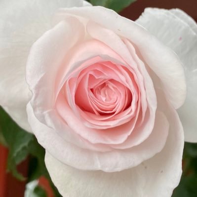 fpen_0's profile picture. THE ALFEEへの愛つぶやくアカウント。メリーアン組。箱推し。でもやっぱり高見沢さん💕戻り鰹。もうあとは看取るまで。無言フォロー失礼します。 ❤️歌、ウクレレ、ギター、ピアノ、鉱物、ガラスペン、インク、猫、薔薇🌹、本❤️