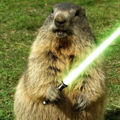 marmotus1 Profile Picture