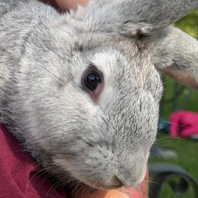 Free-roam Flemish Buck. Has a floppy left ear. Sleeps a lot.