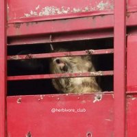 Herbiⓥore (@herbivore_club) 's Twitter Profile Photo Herbiⓥore (@herbivore_club) 's Twitter Profile Photo