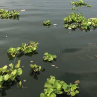 Glucose (@glucose4707) 's Twitter Profile Photo