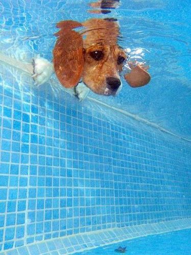 rosskowalik's profile picture. 