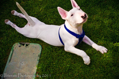 IlliteratiPhoto's profile picture. Professional Photographer, Nikon Fanatic (Nikon D3s, D90), Writer, Reader, Opiner. ;)