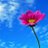 suno_man9