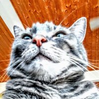 ラブシカ (@904dkzozxuzjzjv) 's Twitter Profile