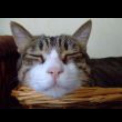 Mehmet77937709's profile picture. 