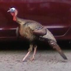 WPhillyTurkey Profile Picture