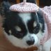 We love chihuahuas🐶🥰✨ (@kokugojitenn) Twitter profile photo We love chihuahuas🐶🥰✨ (@kokugojitenn) Twitter profile photo