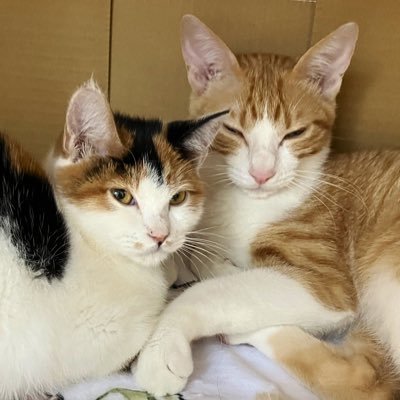 リノちゃん、コフくんとの3人暮らし🐱