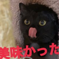 こっちゃんの大冒険@猫YouTuber (@cocipapa) 's Twitter Profile
