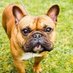 French Bulldog (@frenchbulldogus) Twitter profile photo