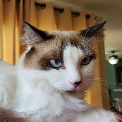 Luizvr_'s profile picture. .