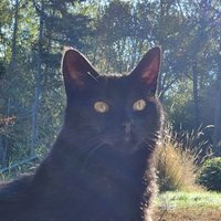 TheLapisFreak 🐀 🐈‍⬛️(@LapisFreak) 's Twitter Profile Photo