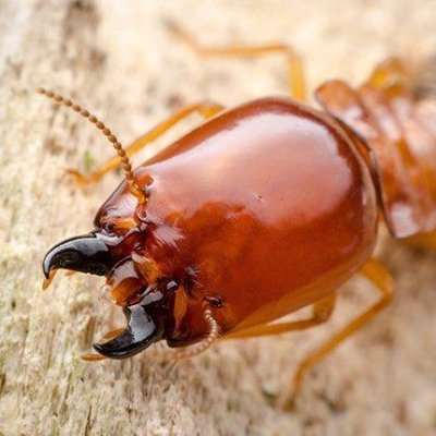 looking for an ultimate termite romance