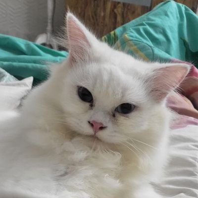 Cute intelligent Persian cat from Delhi, 🇮🇳India