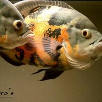 Kmudametal (@oscarcichlid) 's Twitter Profile