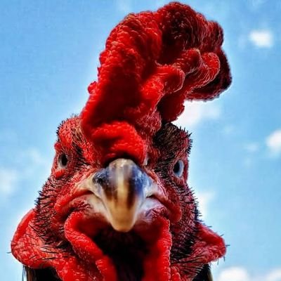 pattaiabu's profile picture. 