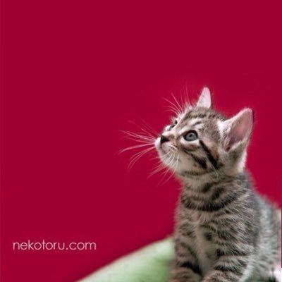 kobaryo0313's profile picture. 