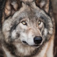 The Wolf (@thewolfrfc) 's Twitter Profile