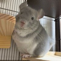 もずくくん (@p6l66c) 's Twitter Profile