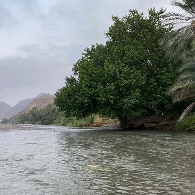 sal_g517's profile picture. لديّ كثيرٌ من شيء، و قليل من كلّ شيء. ENG