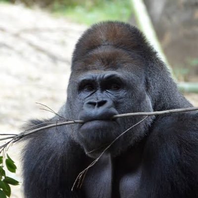 Gorilla gorilla subsp. mokomoko 🦍さんのプロフィール画像